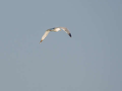 Image of Vega Gull