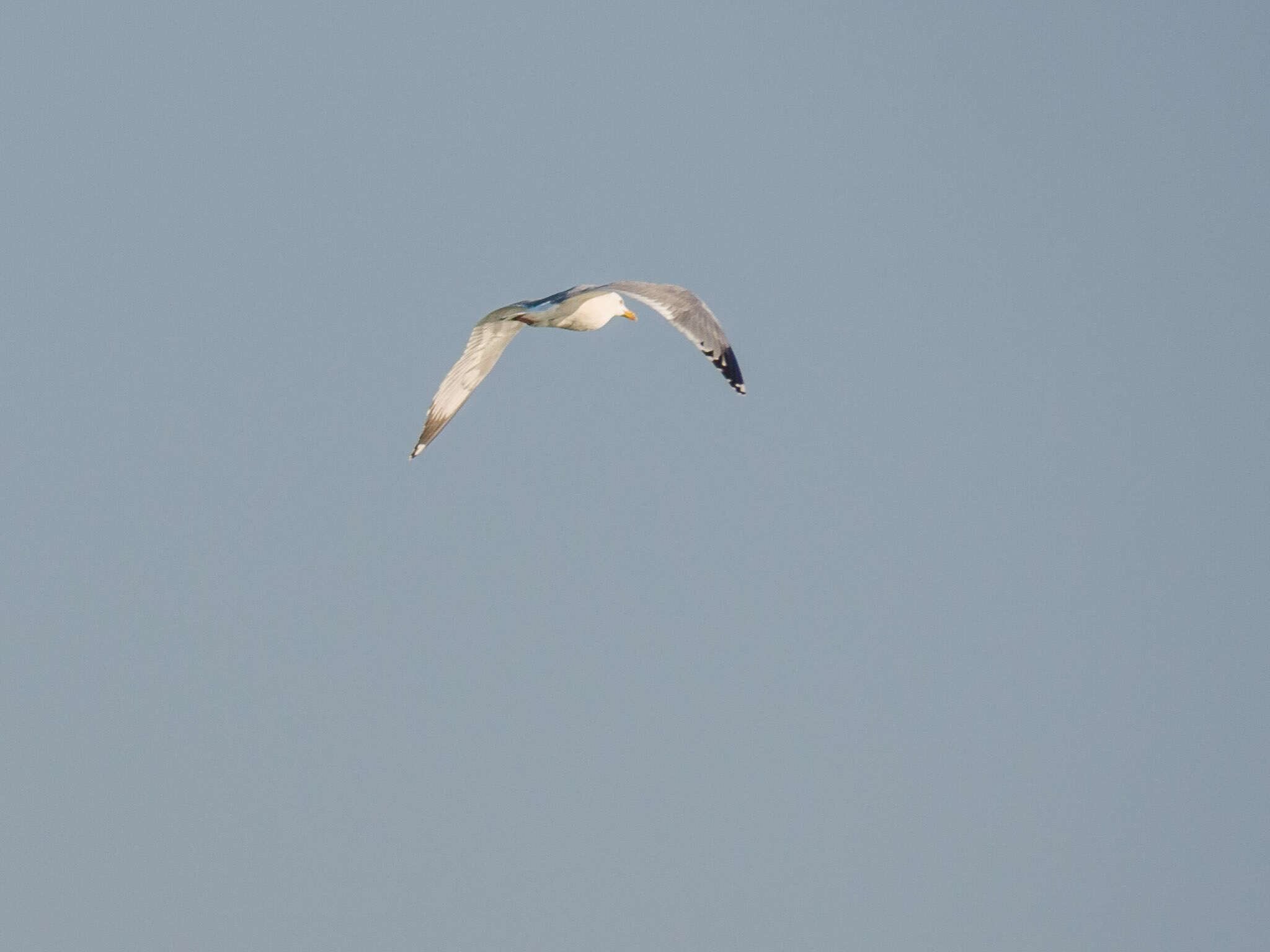 Image of Vega Gull