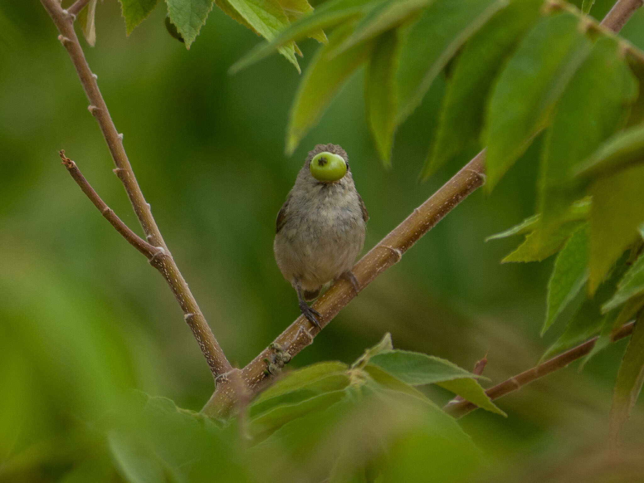 Image of Pale-billed Flowerpecker