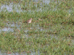 Image of Long-toed Stint