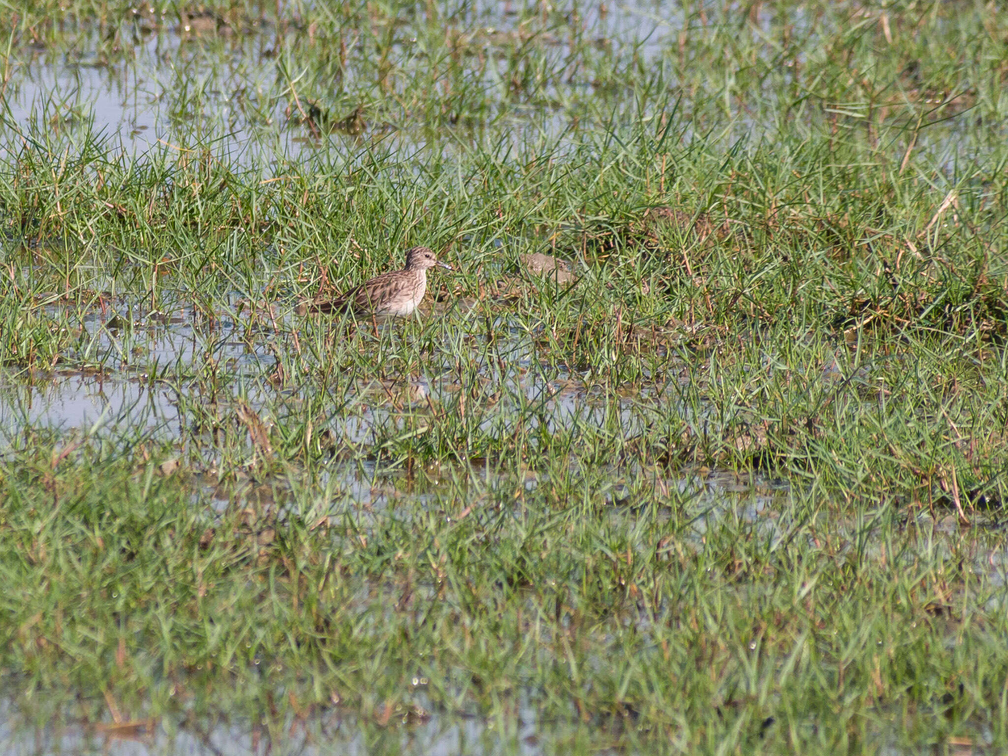 Image of Long-toed Stint