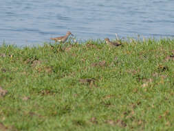 Image of Long-toed Stint