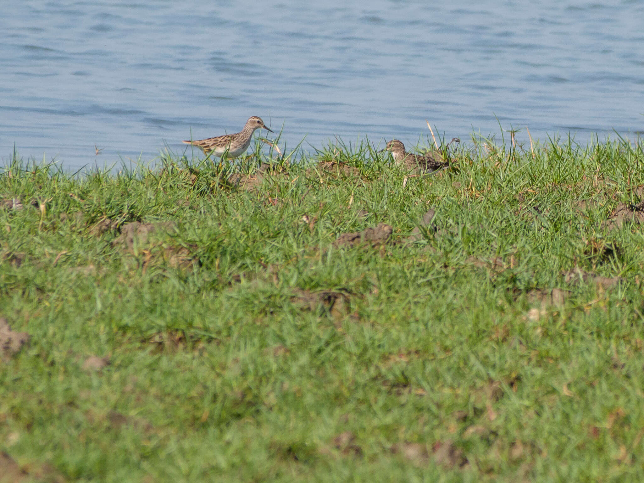 Image of Long-toed Stint