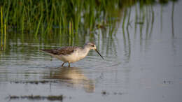 Image of Marsh Sandpiper