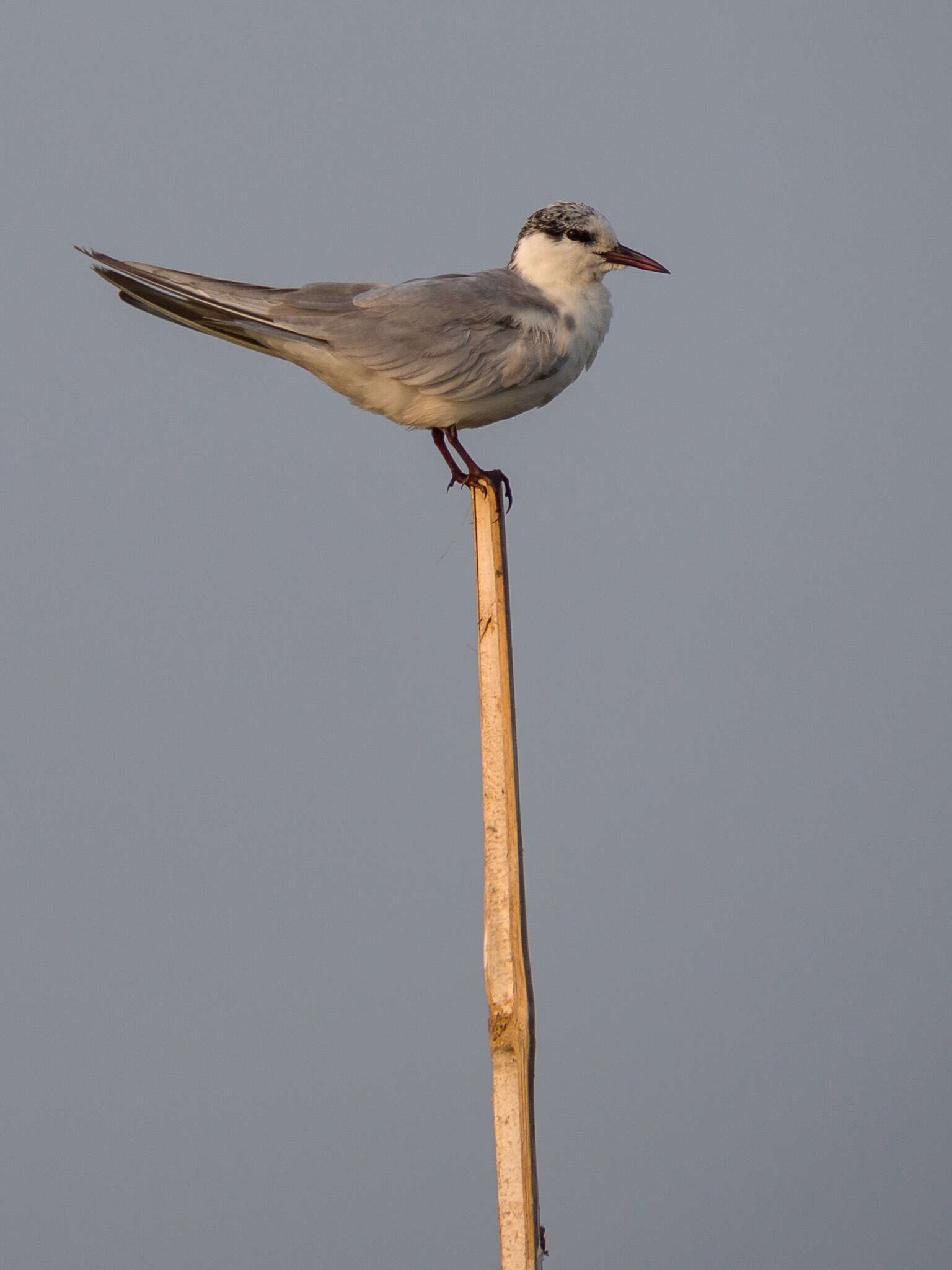 Image of Whiskered Tern