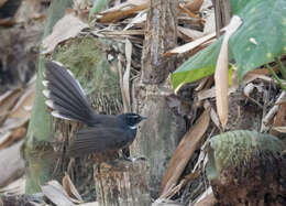 Image of White-throated Fantail