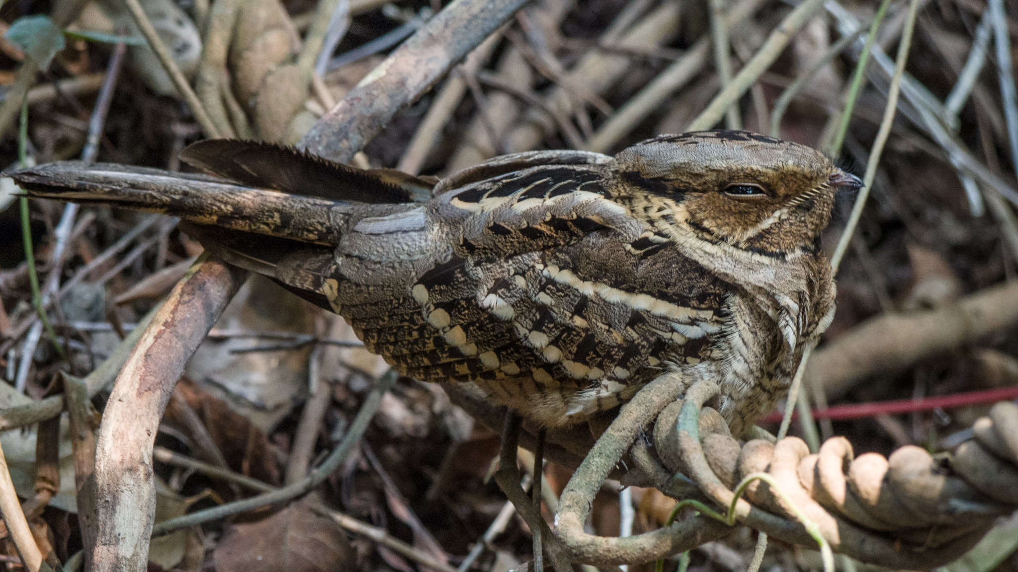 Image of Large-tailed Nightjar