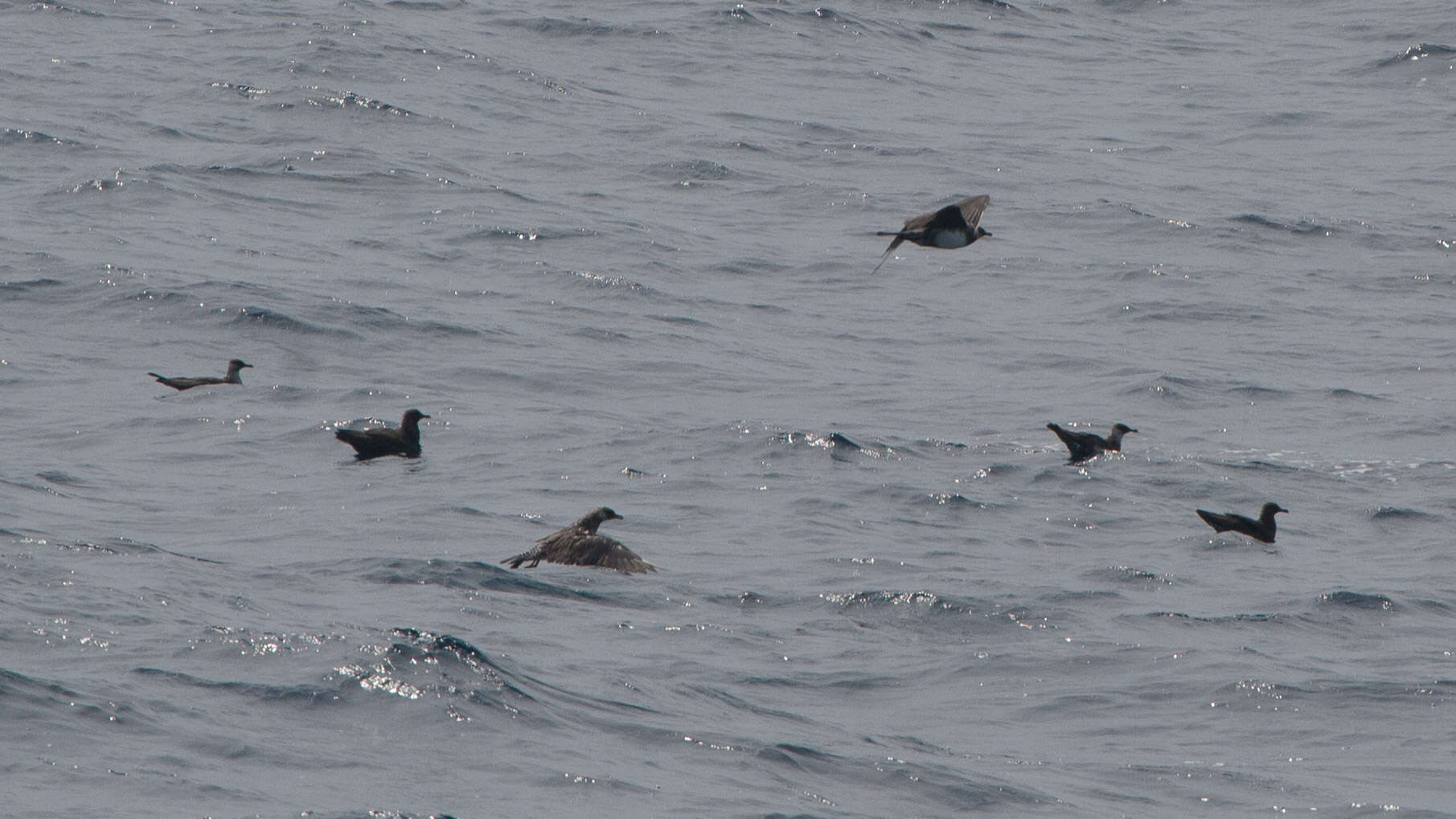 Image of Pomarine Jaeger