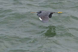 Image of Western Reef Heron