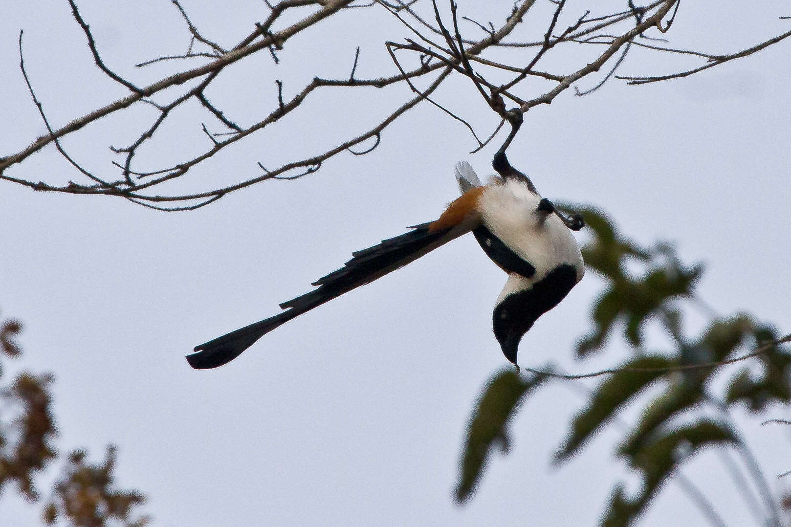 Image of White-bellied Treepie