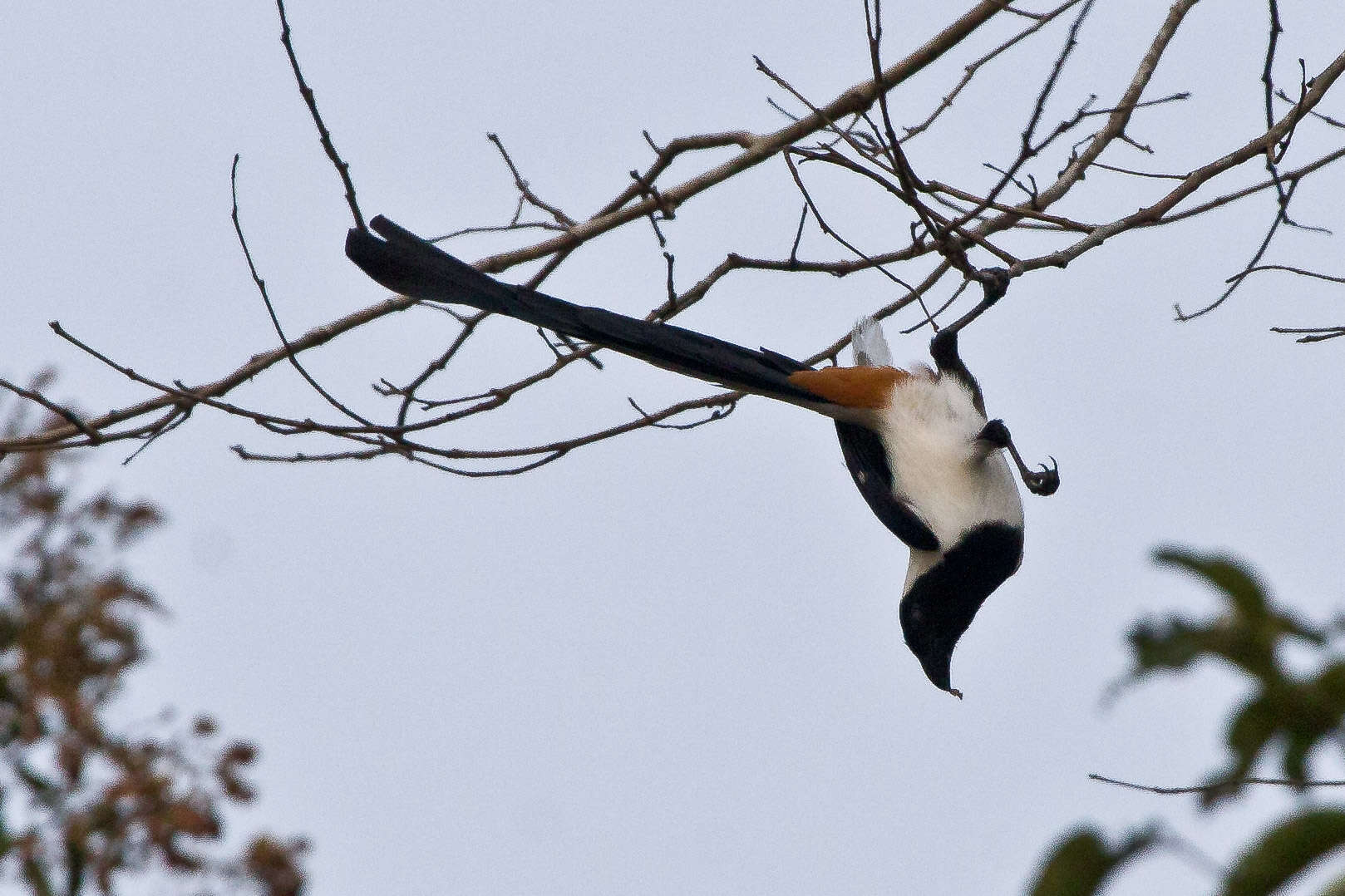 Image of White-bellied Treepie