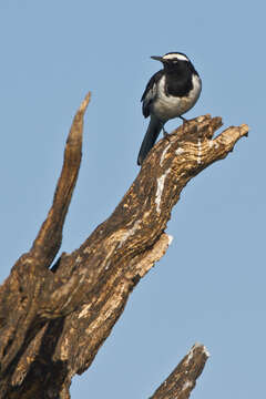 Image of White-browed Wagtail