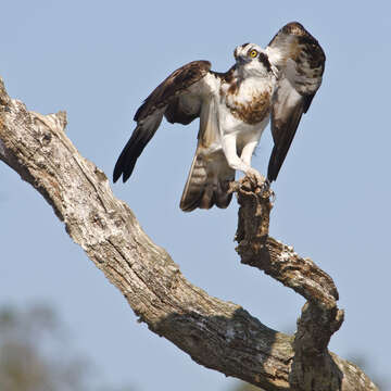 Image of ospreys