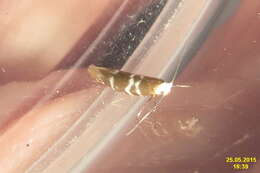 Imagem de Argyresthia trifasciata Staudinger 1871