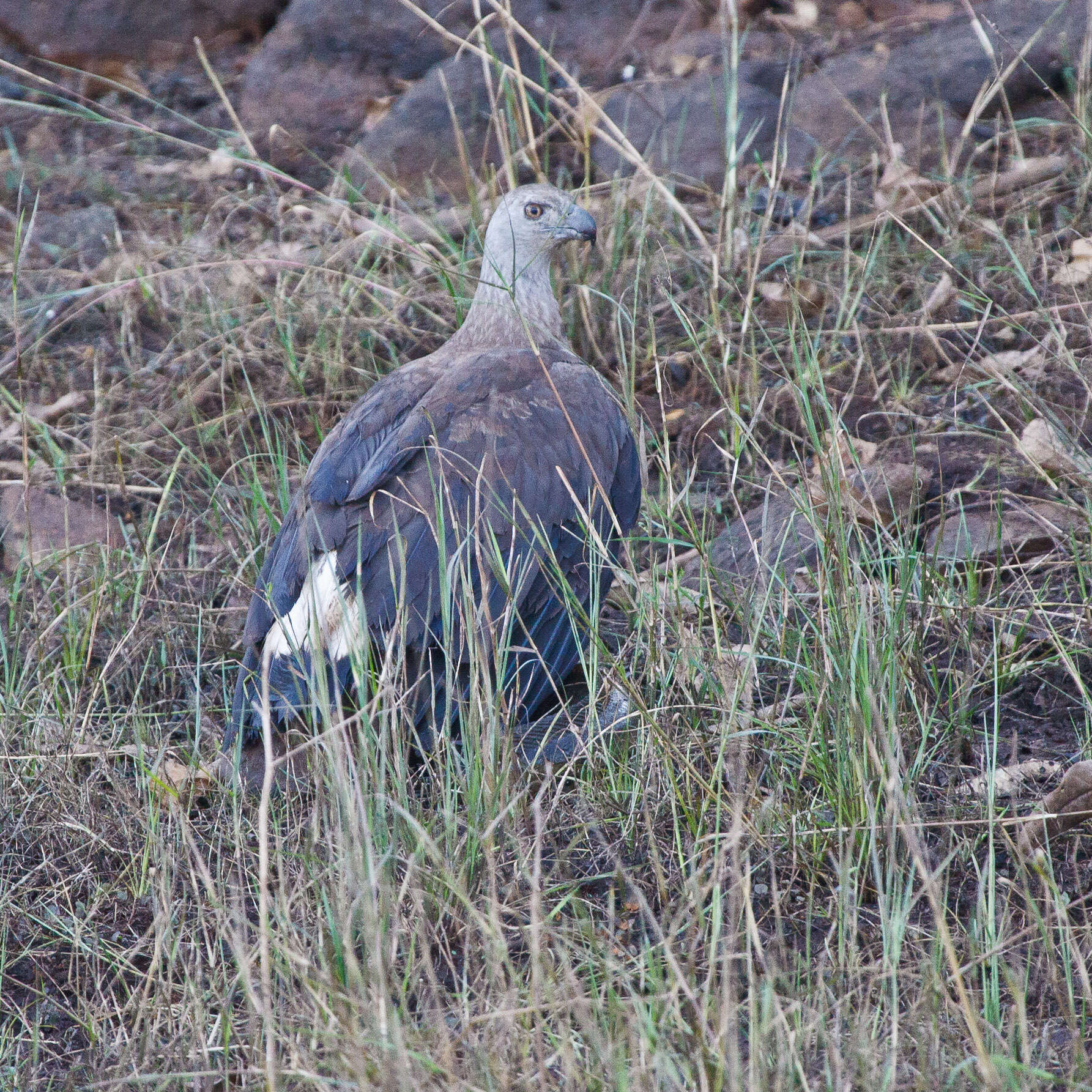 Image de Pygargue à tête grise