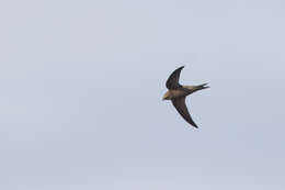 Image of Pallid Swift