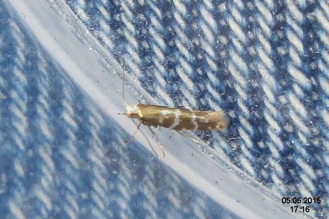 Imagem de Argyresthia trifasciata Staudinger 1871