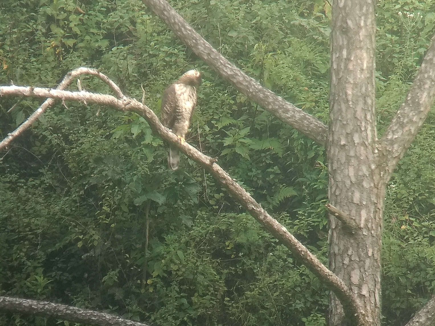 Nisaetus nipalensis Hodgson 1836 resmi