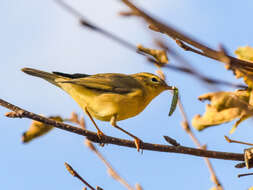 Image of Willow Warbler