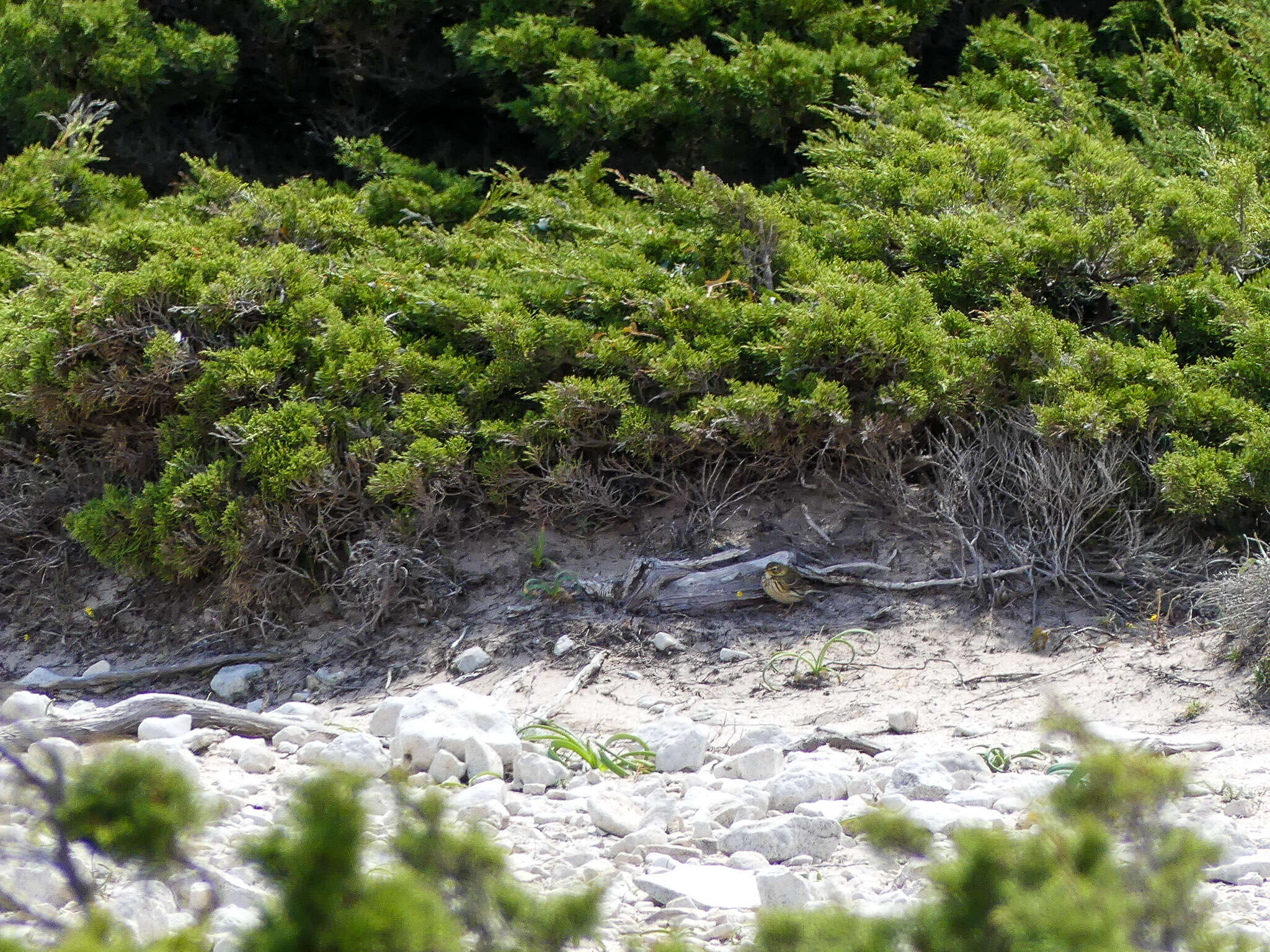 Image of Tree Pipit