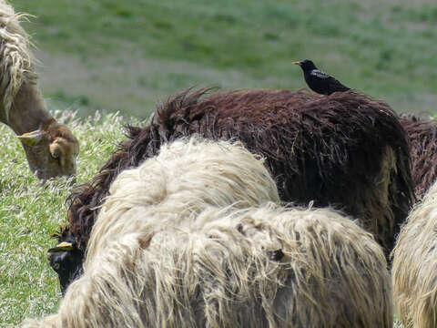 Image of Spotless Starling