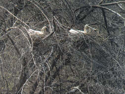 Image of spoonbill, eurasian spoonbill