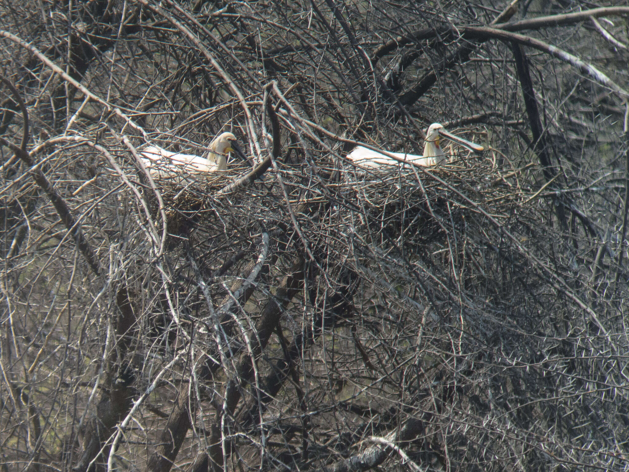 Image of spoonbill, eurasian spoonbill