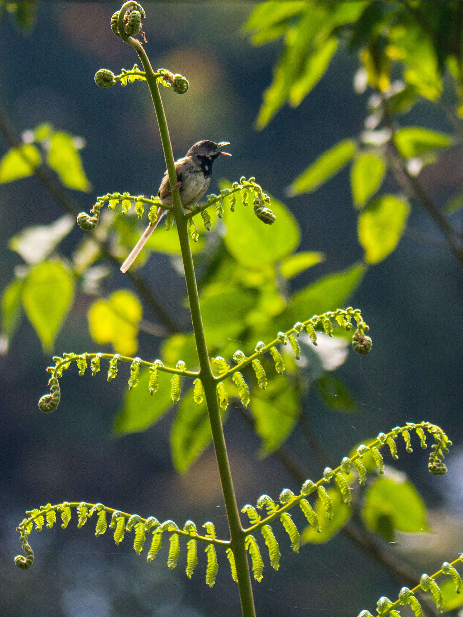 Image of Black-throated Prinia