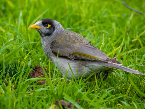 Image of Noisy Miner