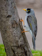 Image of Noisy Miner