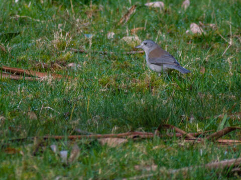 Image of Grey Shrike-thrush