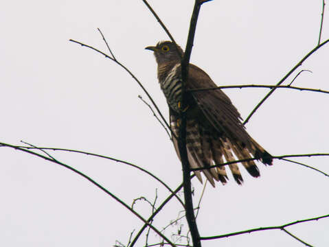 Image of Indian Cuckoo