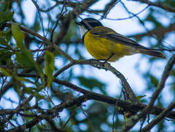 Image of Australian Golden Whistler