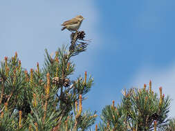 Image of Willow Warbler