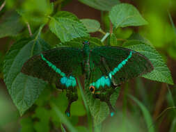 Image of Common Banded Peacock