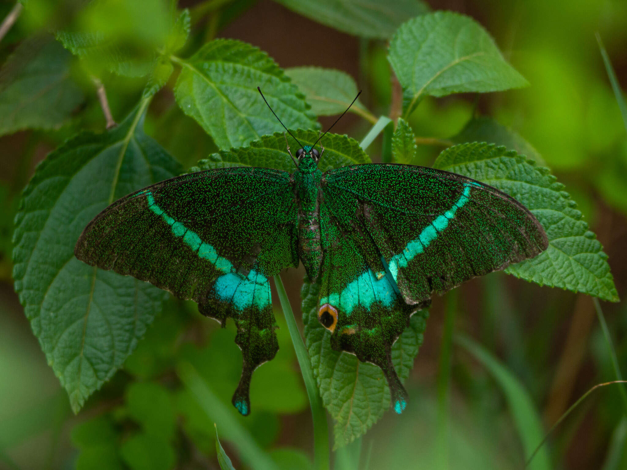 Image of Common Banded Peacock