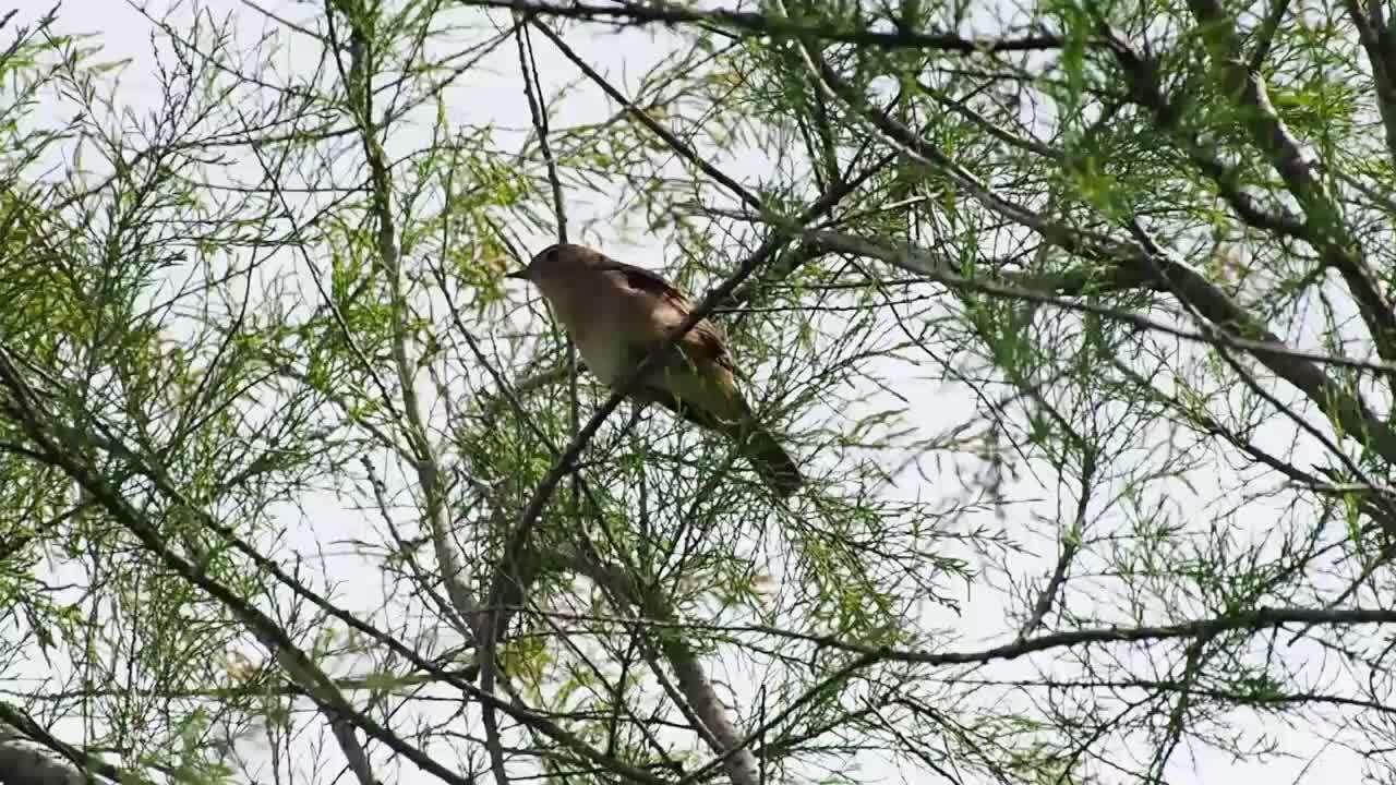 Image of nightingale, common nightingale