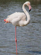 Imagem de Phoenicopterus roseus Pallas 1811