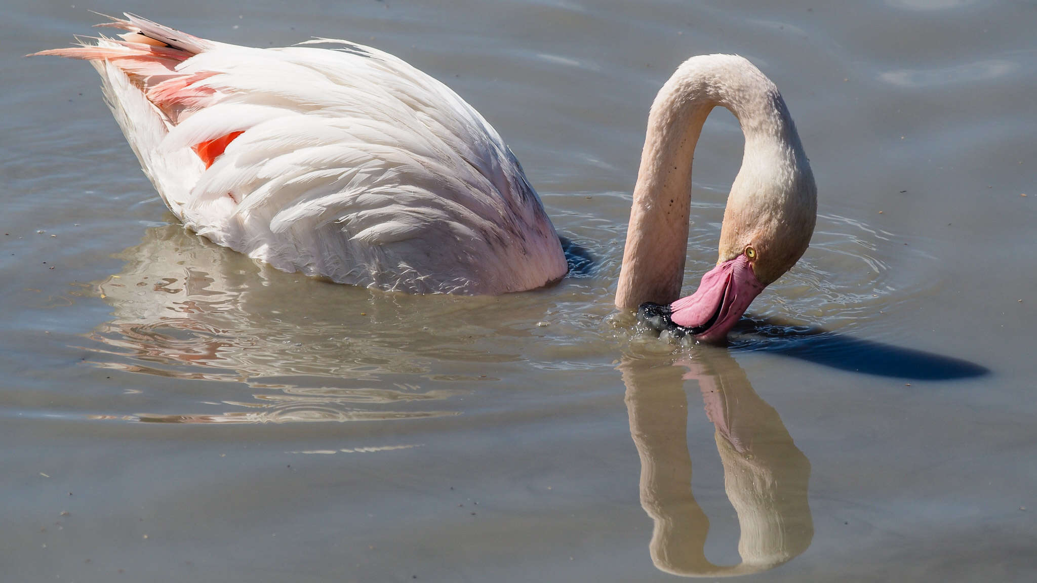 Imagem de Phoenicopterus roseus Pallas 1811