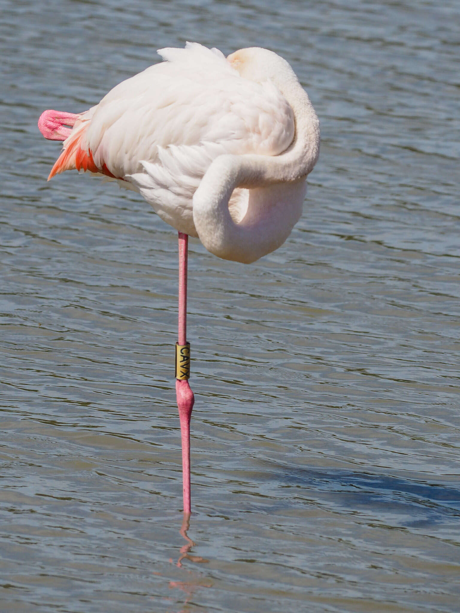 Imagem de Phoenicopterus roseus Pallas 1811