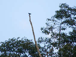 Image of Bornean Falconet