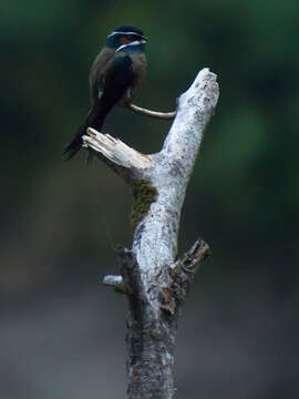 Image of Whiskered Treeswift