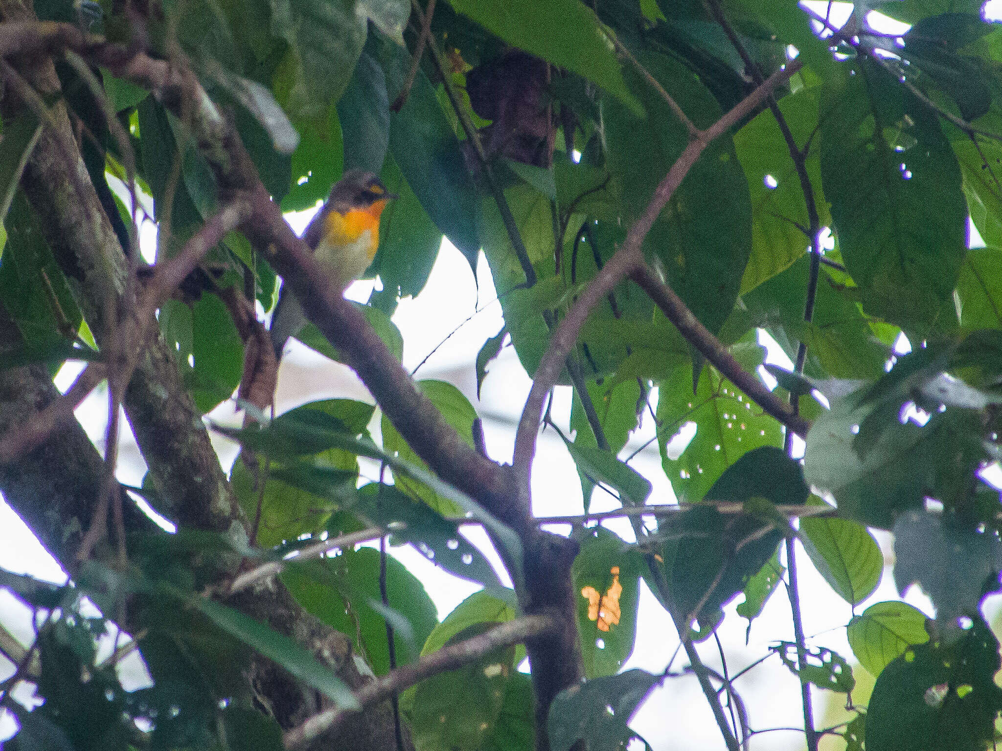 Image of Narcissus Flycatcher