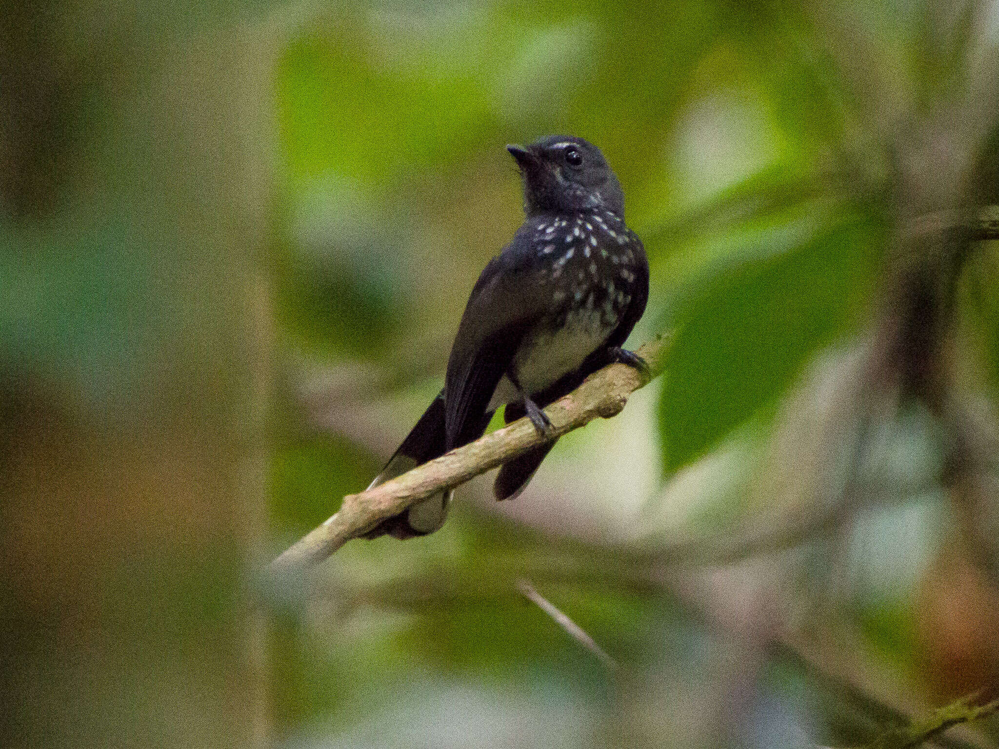 Image of Spotted Fantail