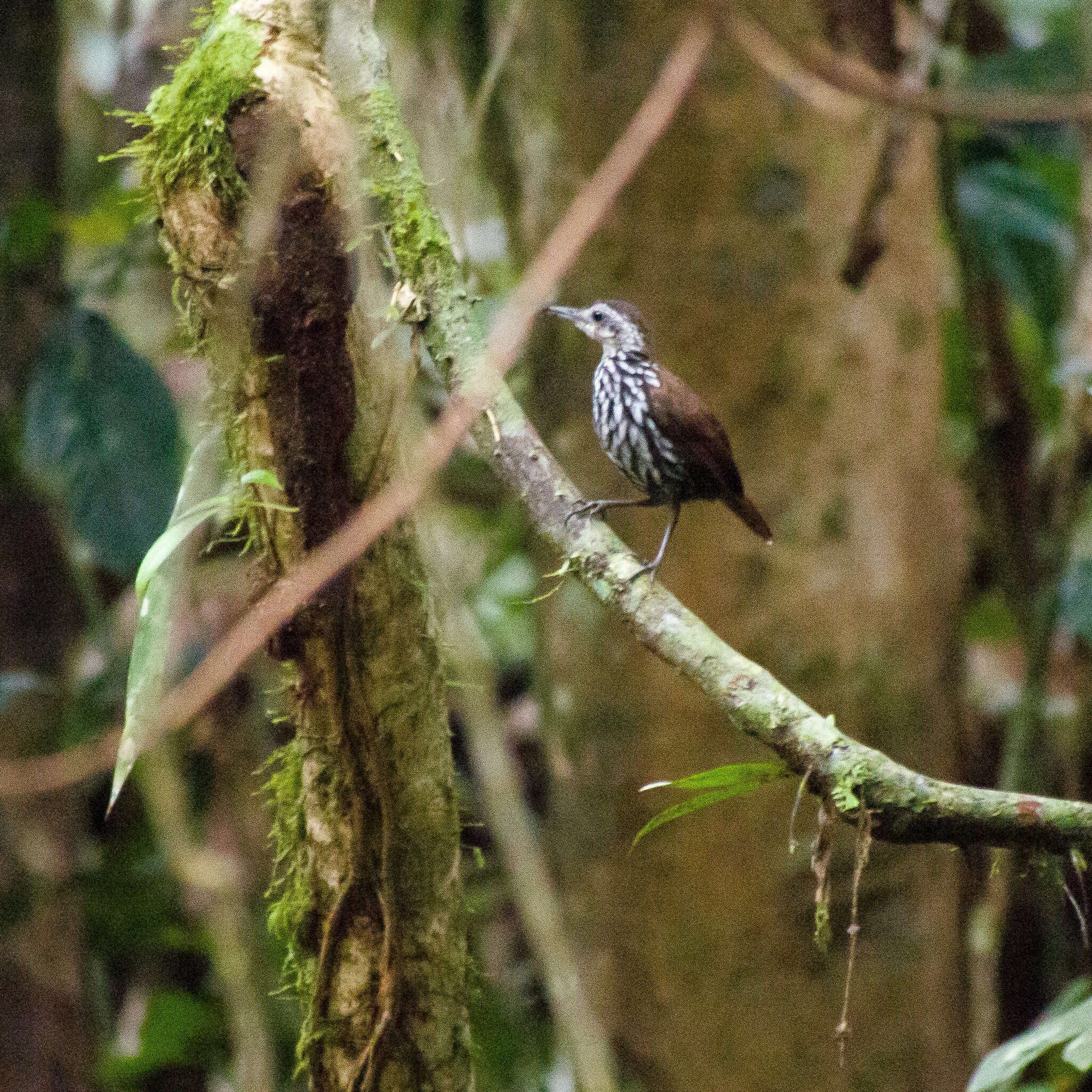 Image of Bornean Wren-Babbler