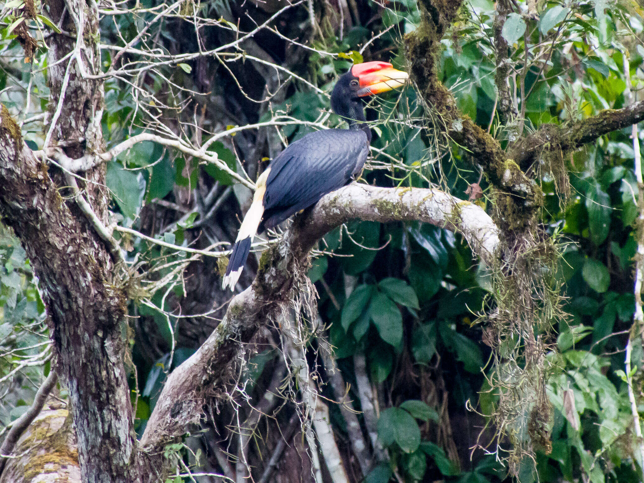 Image of Rhinoceros Hornbill