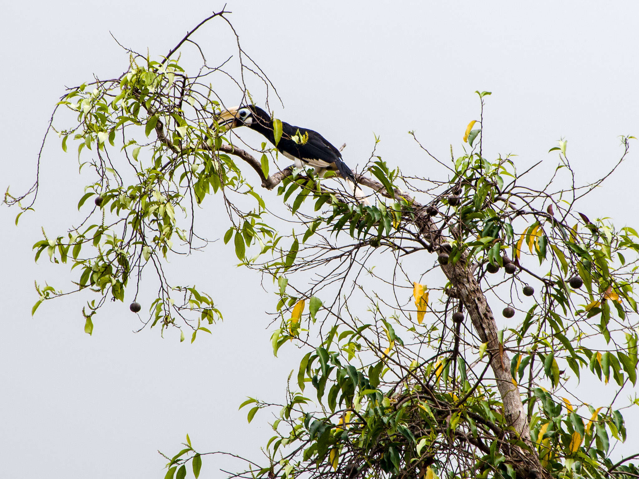 Image of Oriental Pied Hornbill