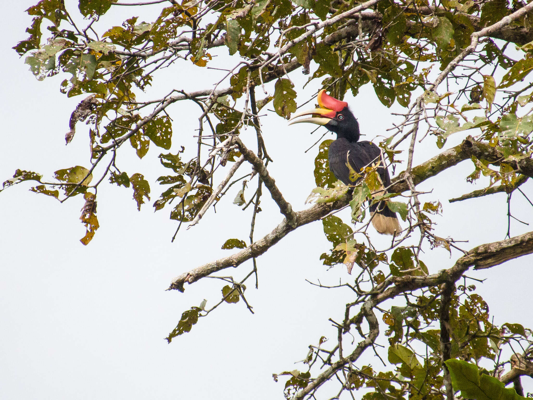 Image of Rhinoceros Hornbill