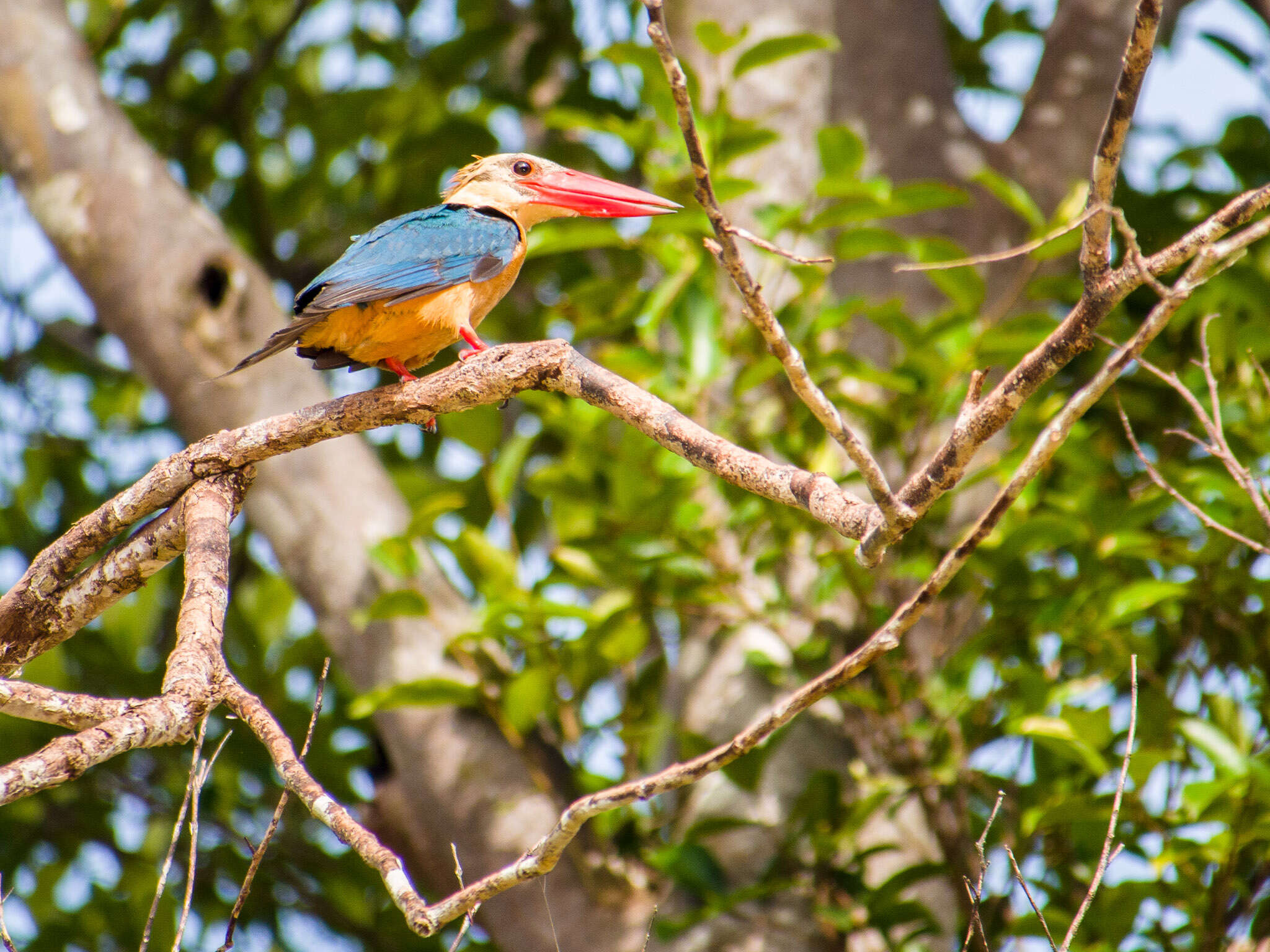 Image of Stork-billed Kingfisher