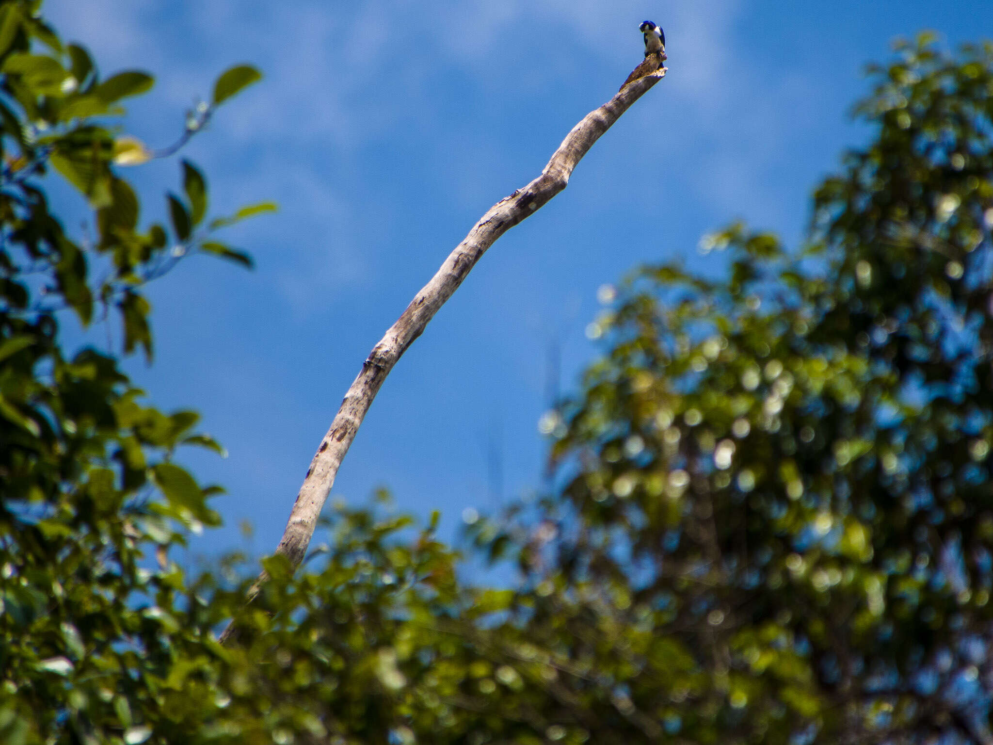 Image of Bornean Falconet